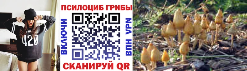 blacksprut вход наркота Грайворон Псилоцибиновые грибы Cubensis
